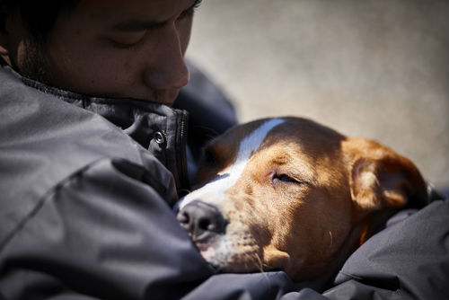 featured image How To Get A Service Dog